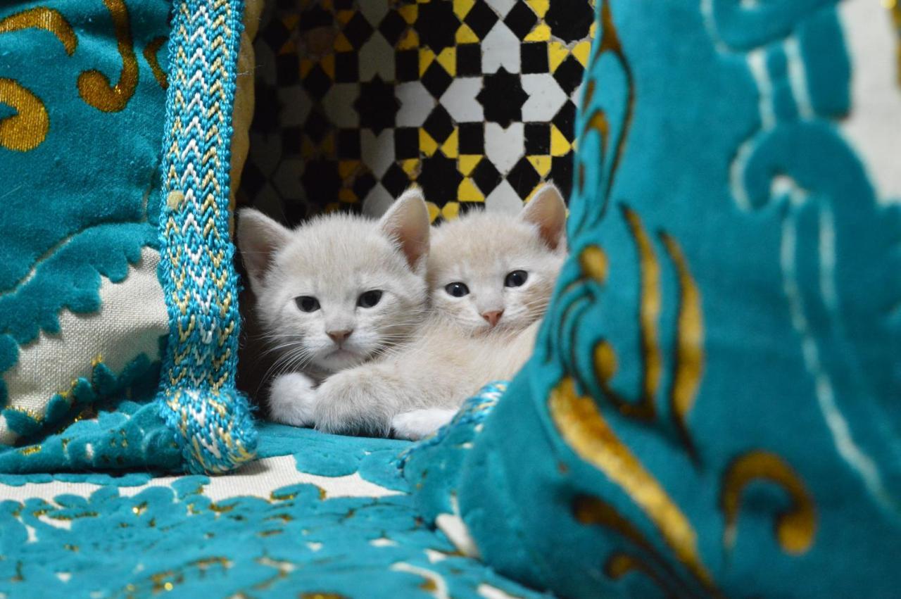 Chez L'Habitant Boueden Fez Zewnętrze zdjęcie